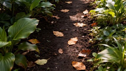 Garden path with leaves and plants