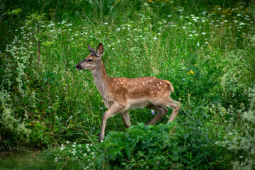 Cub red deer in a meadow. It is the largest wild herbivore in Abruzzo, Italy. 