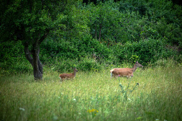 Female red deer with calf in a meadow. It is the largest wild herbivore in Abruzzo, Italy. Successfully reintroduced to parks, it has adapted to woodlands and grasslands.
