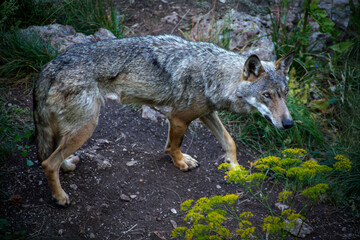 Canis lupus italicus (subspecies of the gray wolf, Canis lupus).