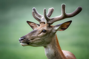 Obraz premium Red deer (Cervus elaphus). Young male red deer, the largest wild herbivore in Abruzzo, Italy. 