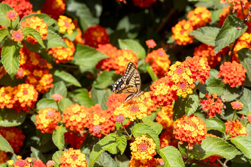 Old World Swallowtail Papilio machaon on vibrant Lantana camara flowers, France, Corsica, Apietto, 14 June 2025