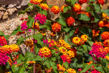Old World Swallowtail Papilio machaon on vibrant Lantana camara flowers, France, Corsica, Apietto, 14 June 2025