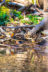 water drops on the stone