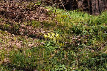 Cowslip flowering in sunlit forest clearing in early spring