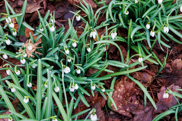 Top-down view of snowdrops blooming among fallen leaves on an overcast day, Germany, Augsburg, Haunstetten, 26.02.2025