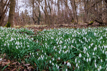 Large field of snowdrops in the forest on an overcast day, Germany, Augsburg, Haunstetten, 26.02.2025