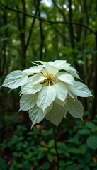 A cluster of ghostly white leaves in a mystical forest setting,  forest,  botanical