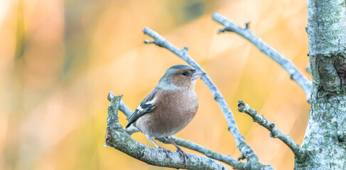 sparrow on a branch
