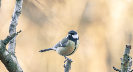 blue tit on branch © CaptainCat