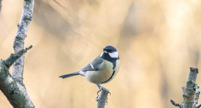 blue tit on branch