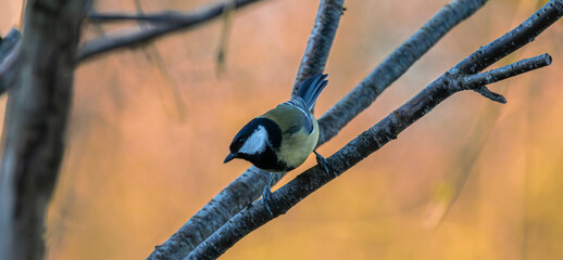 blue tit on a branch © CaptainCat