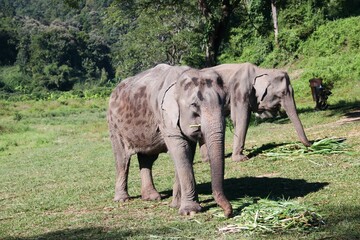 Beautiful Asian Elephants &ndash; Thailand 