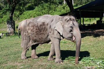 Beautiful Asian Elephants &ndash; Thailand 
