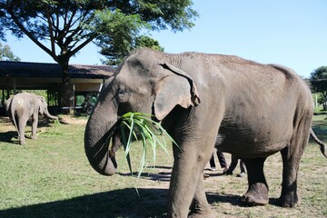 Beautiful Asian Elephants &ndash; Thailand 
