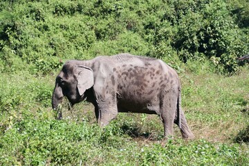 Beautiful Asian Elephants &ndash; Thailand 