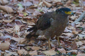 Cerpent crested eagle (Spilornis cheela)