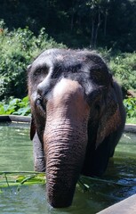 Beautiful Asian Elephants &ndash; Thailand 
