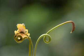 Green Frog in Branch