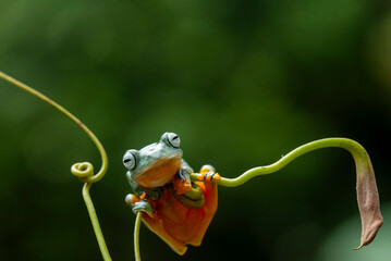 Green Frog in Branch