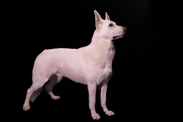 Obraz premium The dog in the picture is a White Swiss Shepherd (Berger Blanc Suisse).