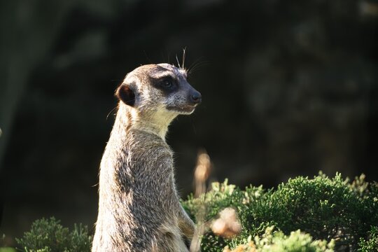 A small mercat is standing on a grassy patch with its head turned to the side.