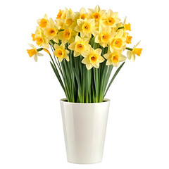 yellow daffodils in a pot