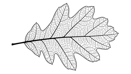 Detailed illustration of oak leaf with veins
