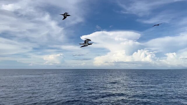 The gannet bird Sula leucogaster soars over the ocean in search of fish