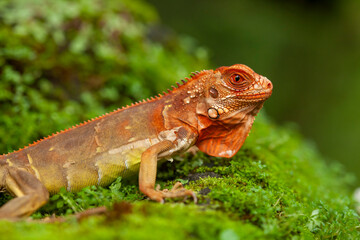 Iguana in natural place