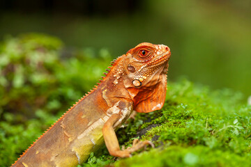 Iguana in natural place