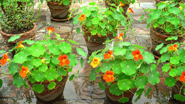Bright Nasturtium plants with orange flowers in terracotta pots, vibrant leaves growing in garden.