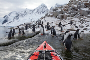 kayak expedition in Antarctica, gentoo penguins and red kayak