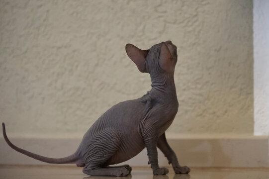 Don Sphynx K&auml;tzchen 