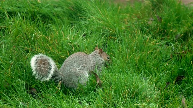 Gray squirrel hiding nut in green grass for winter. Ash colored squirrel burying food among meadow grass preparing for cold season. Wild gray squirrel concealing nut in thick grass ensuring survival