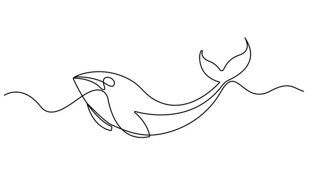 Animated self drawing of continuous line draw whale killer in water. Orca in swimming pool. Wild whale killer fish swimming in sea life. Full length one line animation. 4k video