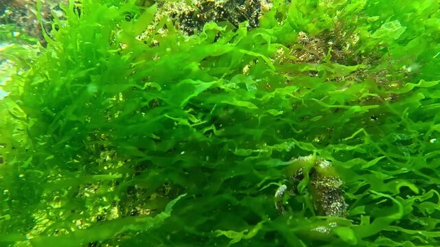 A seahorse, Hippocampus hippocampus, swims over green algae in the Black Sea