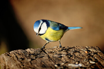 Blue Tit © Bojan Bencic
