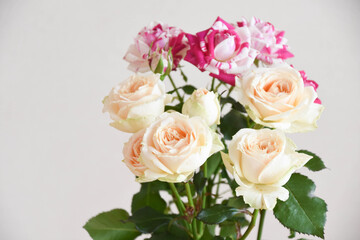 黄色とピンクのばら