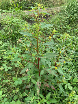 Wild green shrubs and weeds growing densely in nature