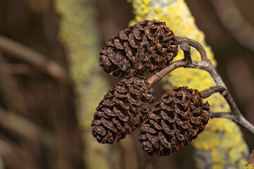Dry Alder Cones on a Winter Branch Closeup