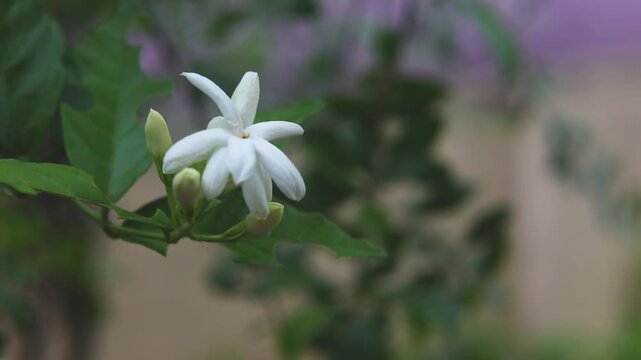 white arabian jasmine flowers in garden
