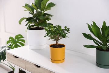 Obraz premium Different green houseplants on white table indoors, closeup