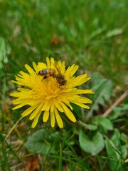 A bee standing on a yellow flower.
