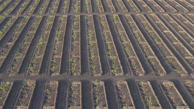 AERIAL, CLOSE UP: Volcanic vineyard with green vine shoots thriving in black soil. Planting system for dry and windy climates of the Canary Islands with a pattern of trenches protected by stone walls.