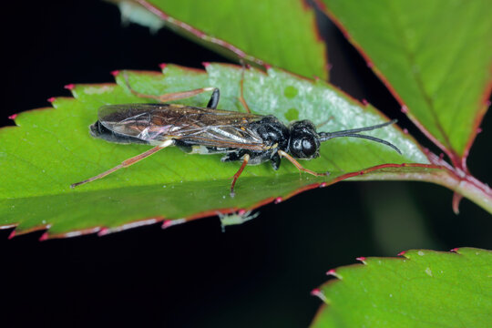 Adult Allantus cinctus, known as the curled rose sawfly or banded rose sawfly, is a species of common sawfly in the family Tenthredinidae. The larvae eat rose leaves. 
