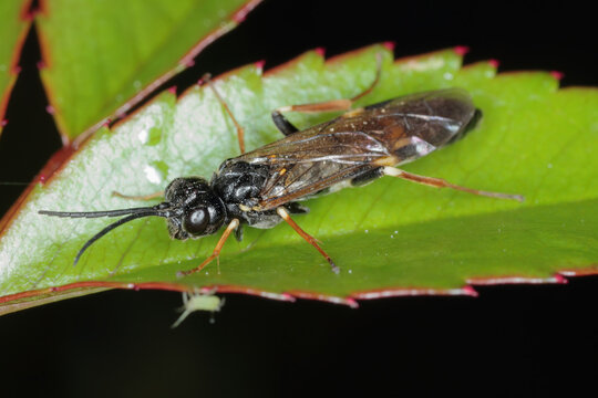 Adult Allantus cinctus, known as the curled rose sawfly or banded rose sawfly, is a species of common sawfly in the family Tenthredinidae. The larvae eat rose leaves. 