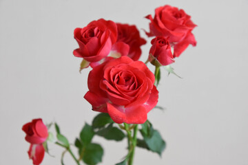 Obraz premium スプレーばら