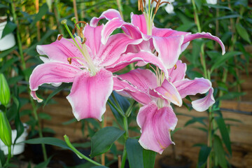 Green area relax outdoors garden with plants