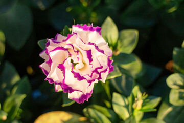 Green area relax outdoors garden with plants